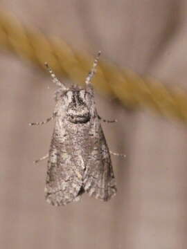 Image of Cossid moth