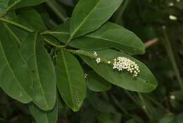 Image of Juniper-Berry