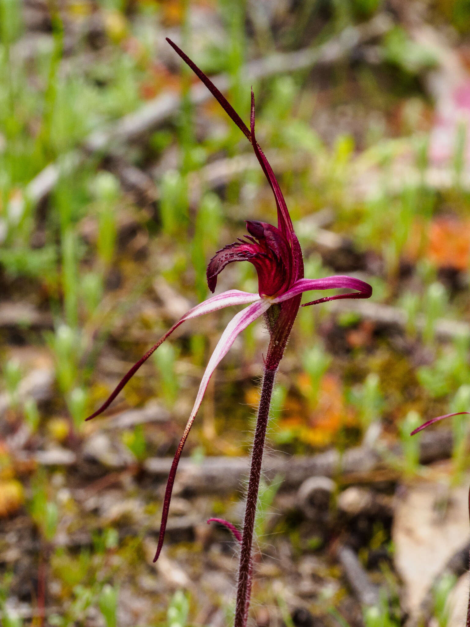 Imagem de Caladenia cruciformis D. L. Jones