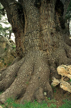 Image of Cedar of Lebanon