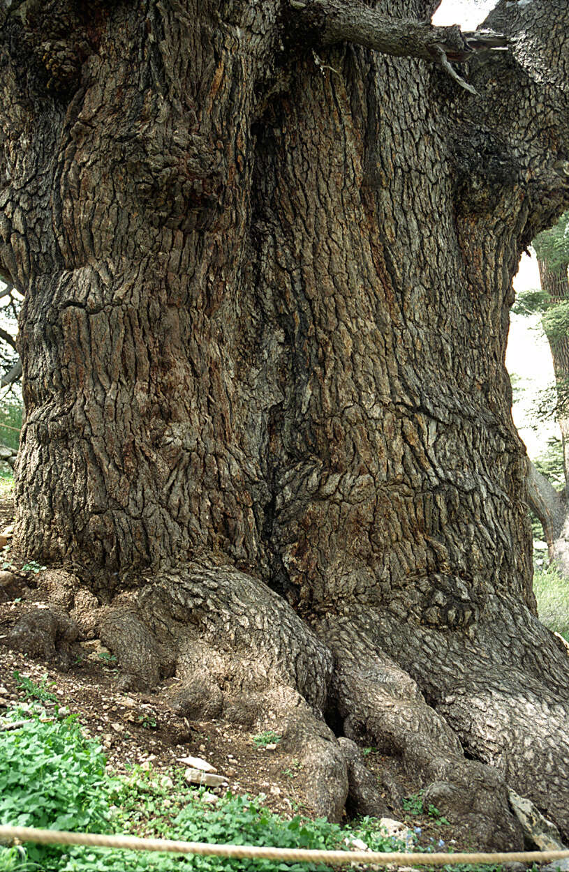 Image of Cedar of Lebanon