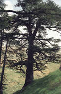 Image of Cedar of Lebanon