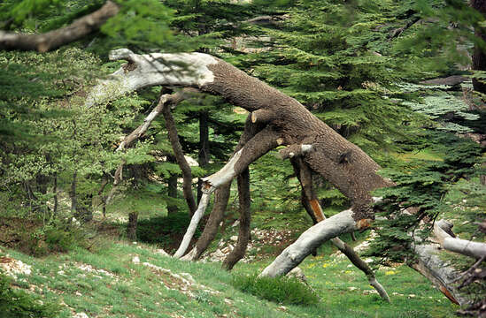 Image of Cedar of Lebanon