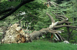 Image of Cedar of Lebanon