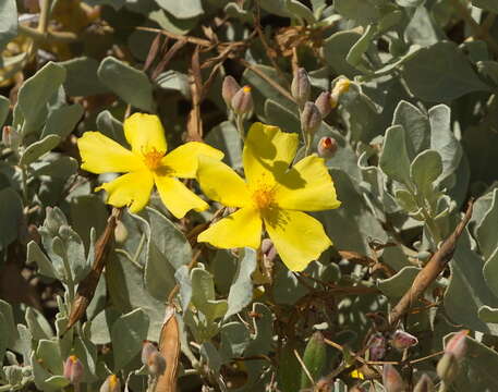 Image of Halimium halimifolium subsp. halimifolium