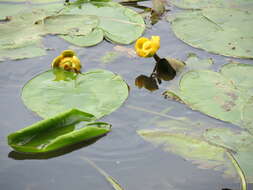 Image of Yellow Water-lily