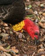 Image of megapodes