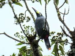 Image of Gray-breasted Mountain-toucan