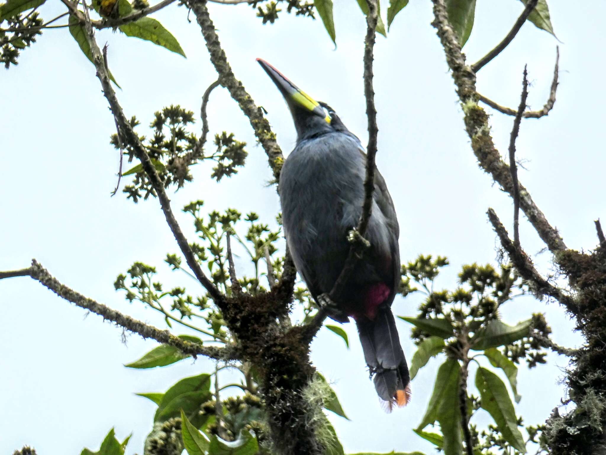 Image de Toucan bleu