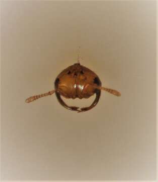 Image of Fig wasp