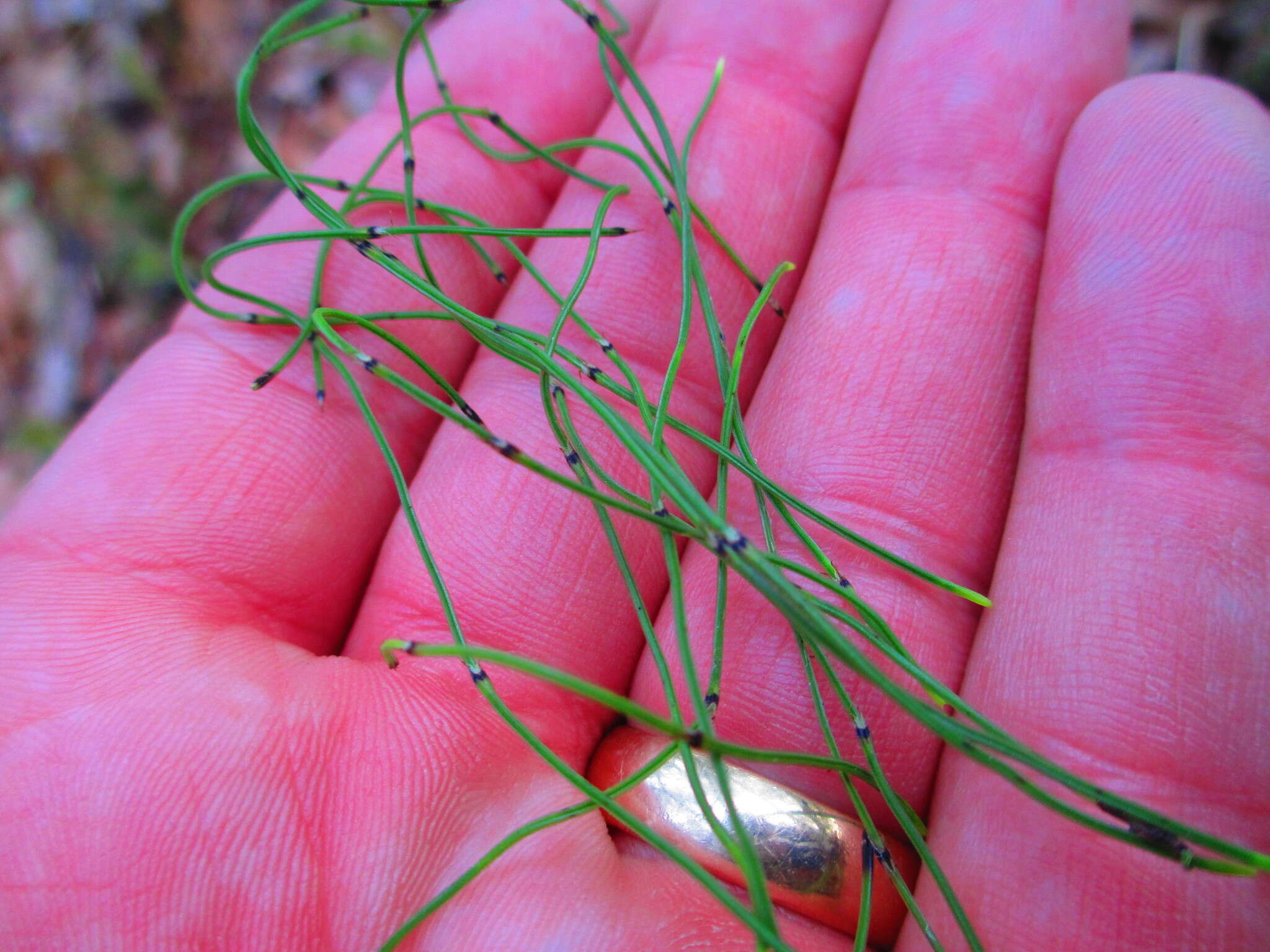 Image of Delicate Horsetail