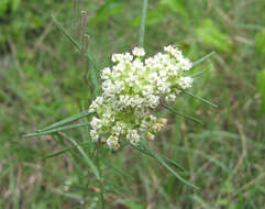 Image of whorled milkweed