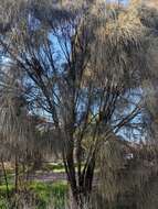 Imagem de Allocasuarina verticillata (Lam.) L. A. S. Johnson