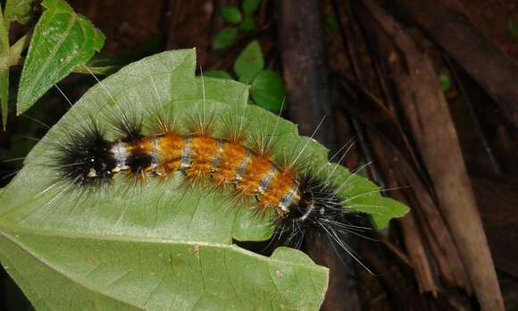 Image de Spilosoma obliqua Walker 1855