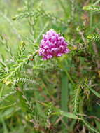 Слика од Trifolium burchellianum Ser.