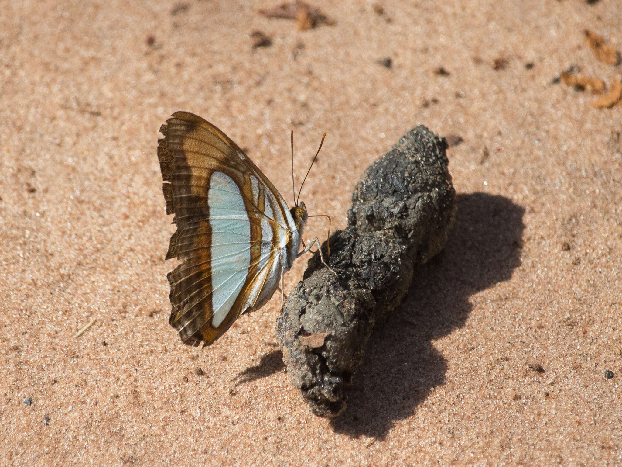 Image of Adelpha thoasa