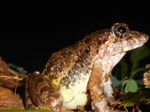 Image of Minervarya kudremukhensis (Kuramoto, Joshy, Kurabayashi & Sumida 2008)