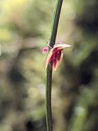 Image of Lepanthes aciculifolia Luer
