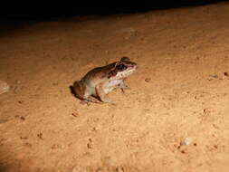 Image of Indian frogs