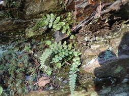 Image of Asplenium foreziense Le Grand ex Magnier