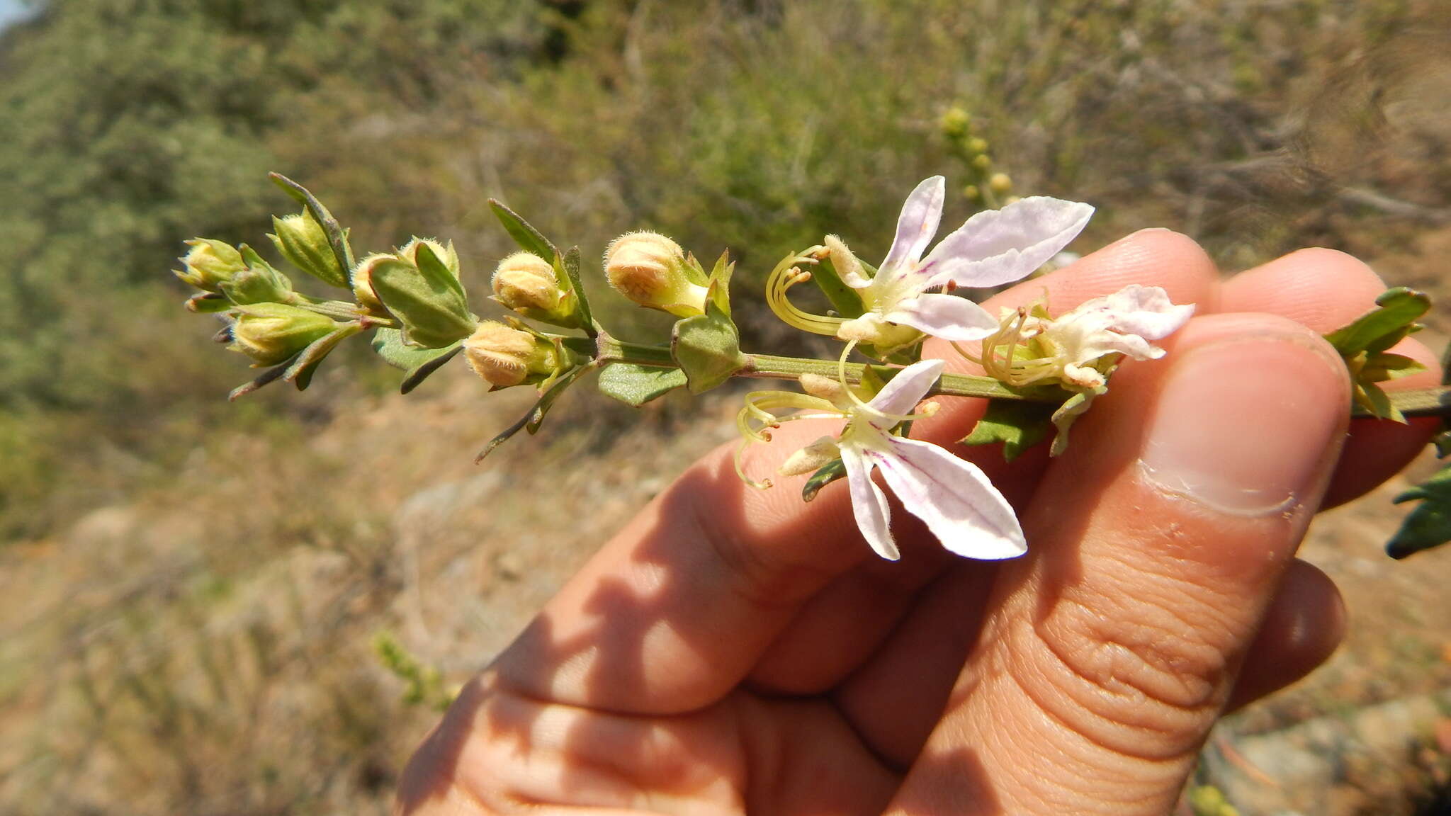 Teucrium bicolor Sm. resmi