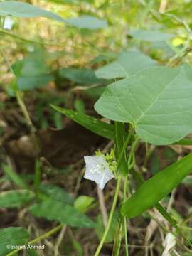 Sivun Jacquemontia paniculata (Burm. fil.) Hall. fil. kuva