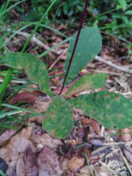 Image of Amasonia campestris (Aubl.) Moldenke