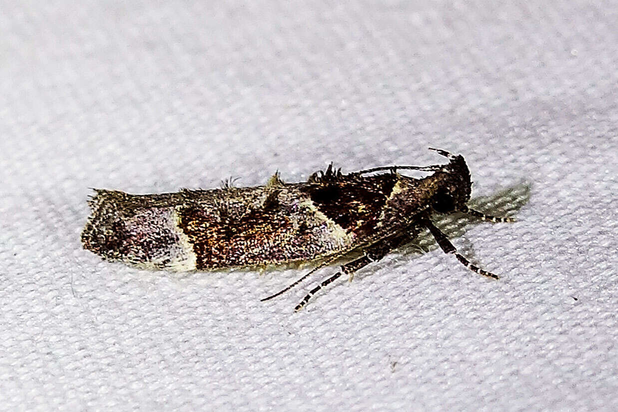 Image de Pseudochelaria scabrella Busck 1913