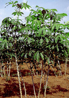 Image of cassava