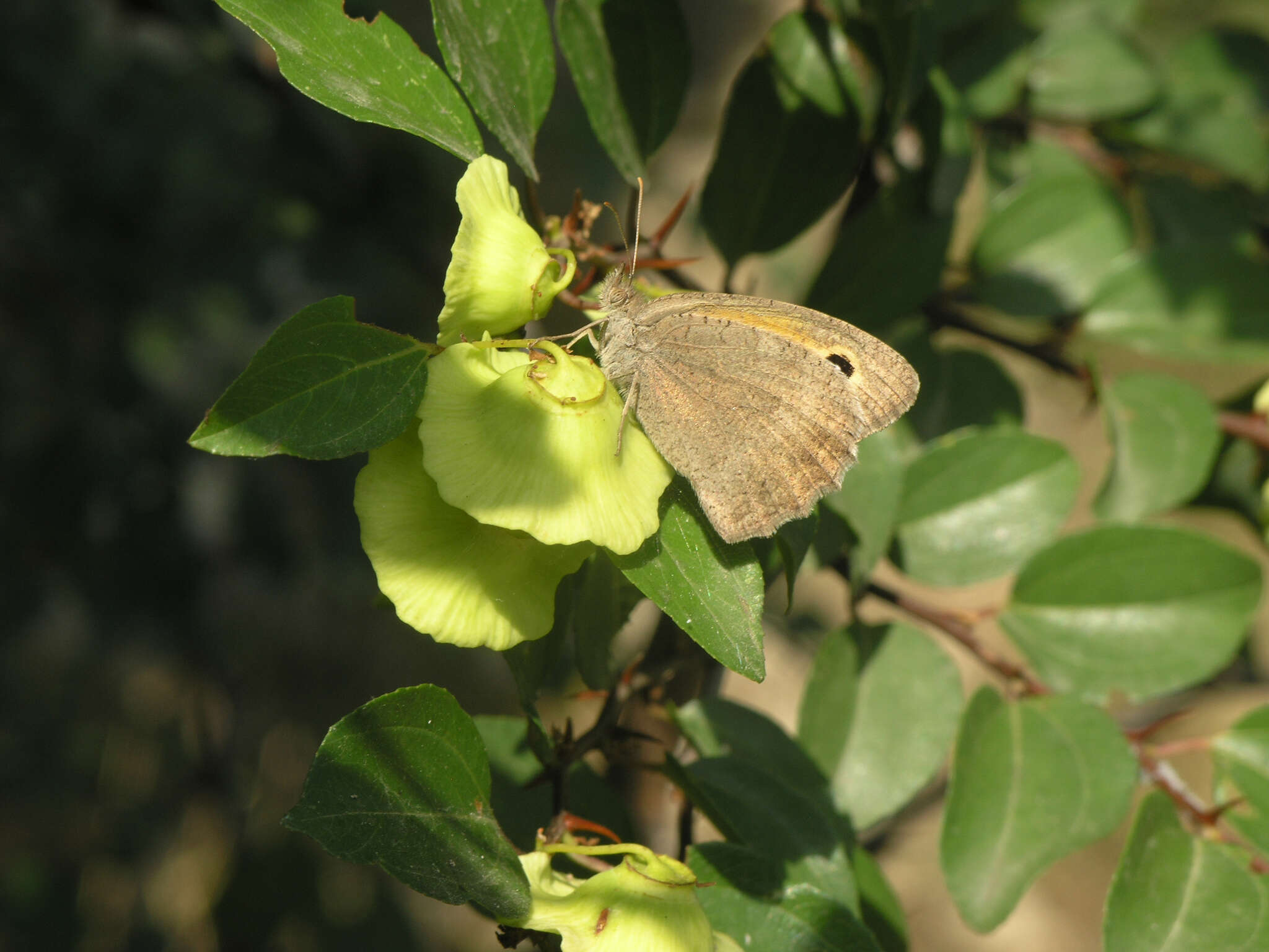 Image of Hyponephele lupinus Costa 1836