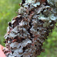 Image of Hammered shield lichen