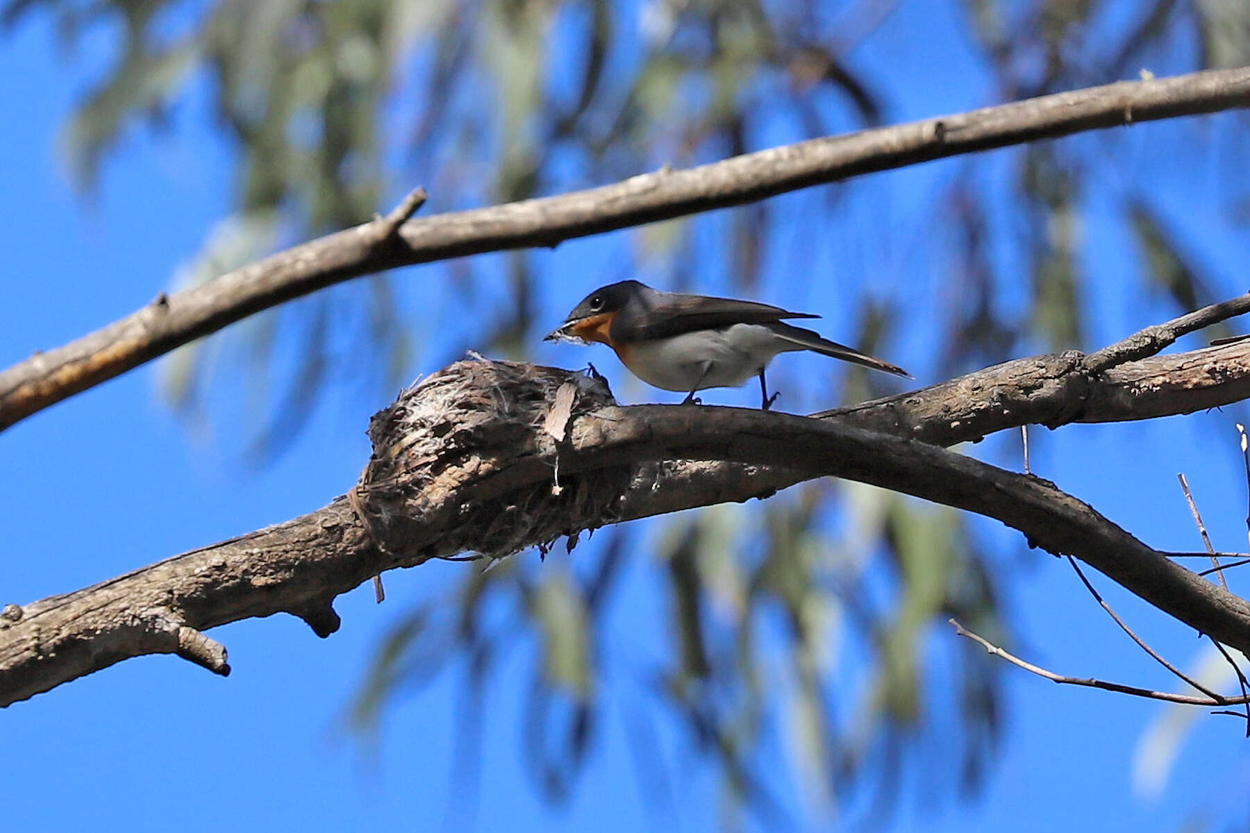 Image of Satin Flycatcher