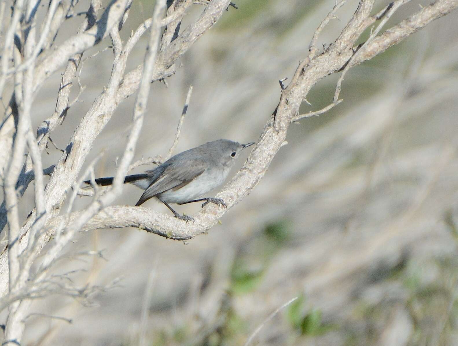 Image of California Gnatcatcher