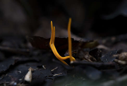 Image of Sulzbacheromyces caatingae (Sulzbacher & Lücking) B. P. Hodk. & Lücking 2014