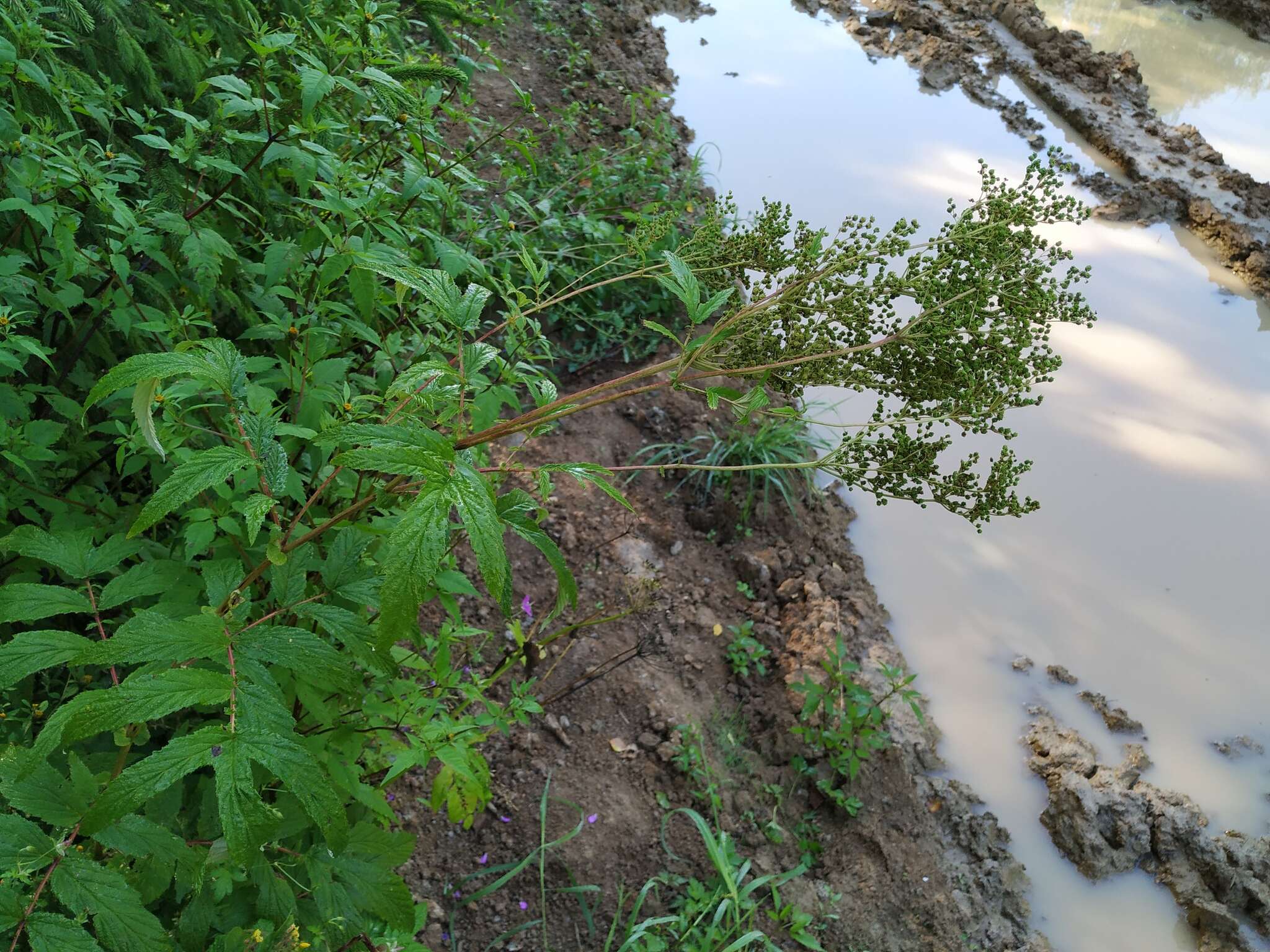 Plancia ëd Filipendula ulmaria subsp. ulmaria