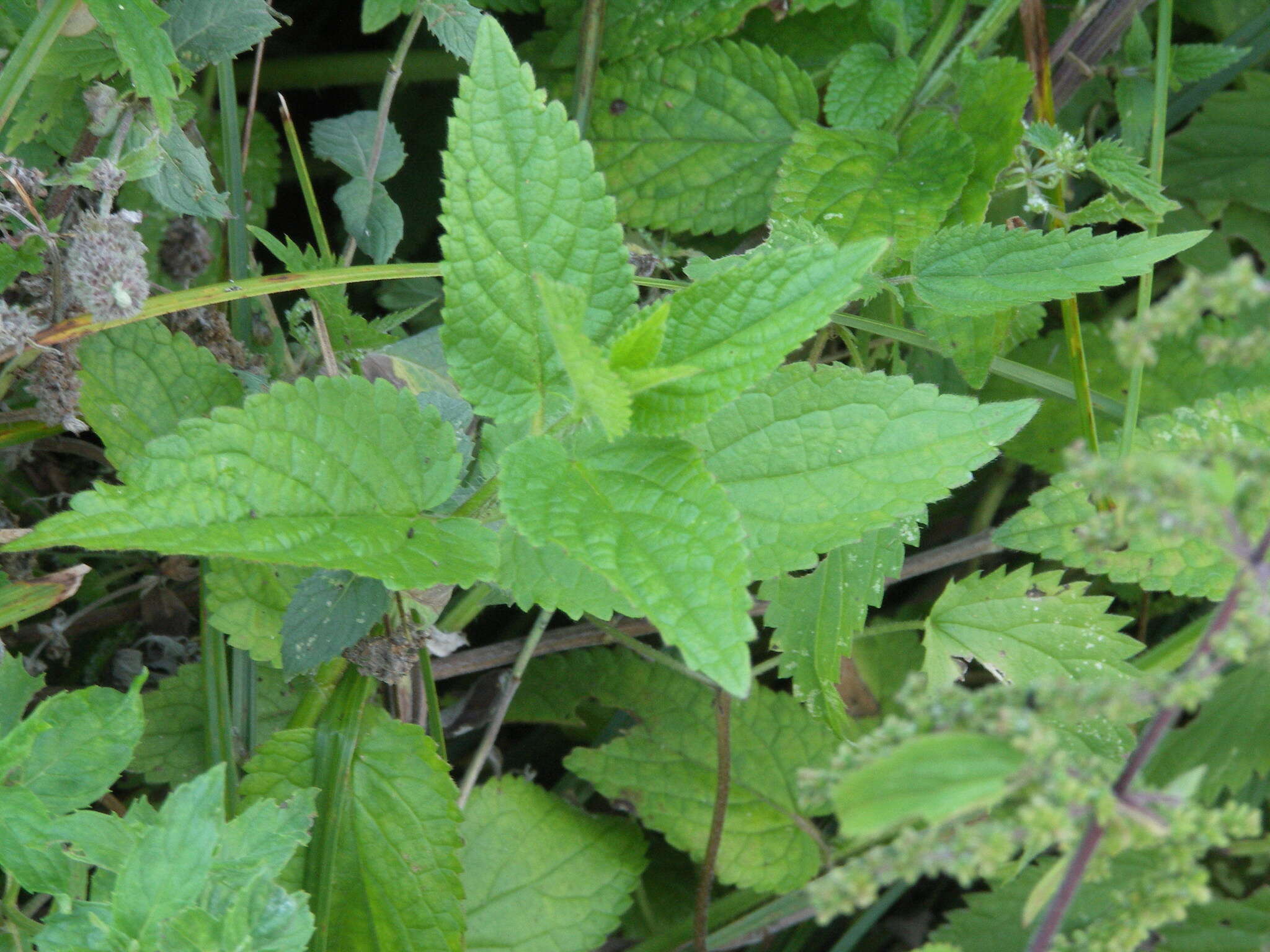 Image of Stachys ambigua Sm.