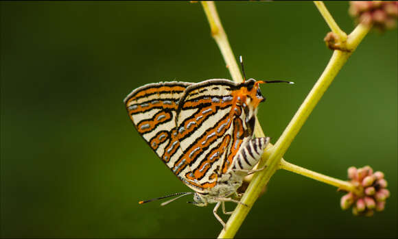 Слика од Cigaritis vulcanus