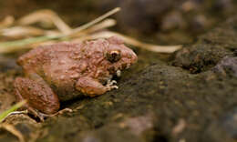 Image of Malabar Wart Frog