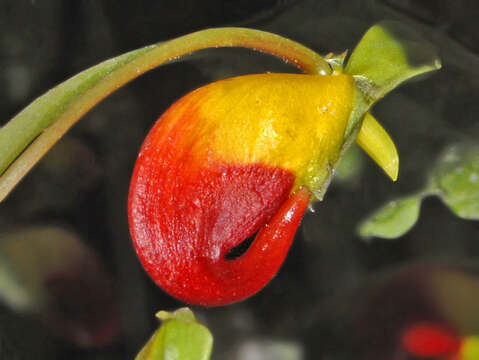 Image of Impatiens niamniamensis Gilg