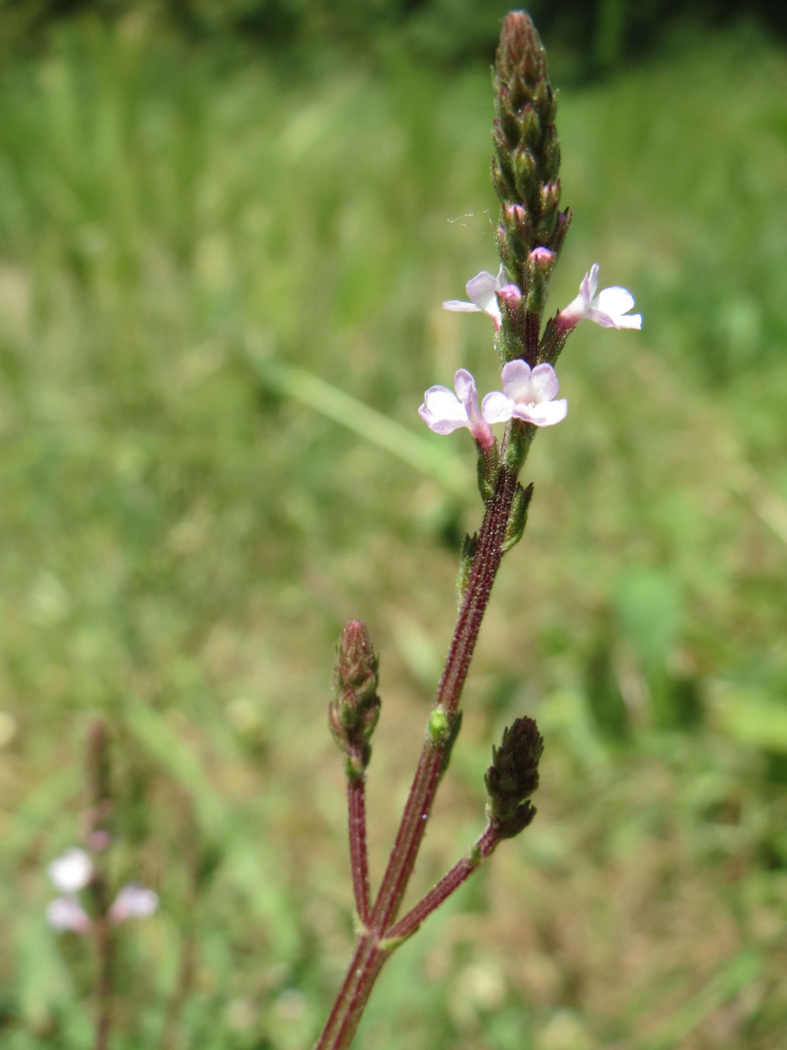 Image of herb of the cross