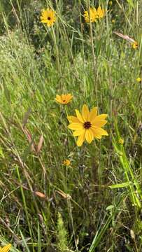 Image of prairie sunflower