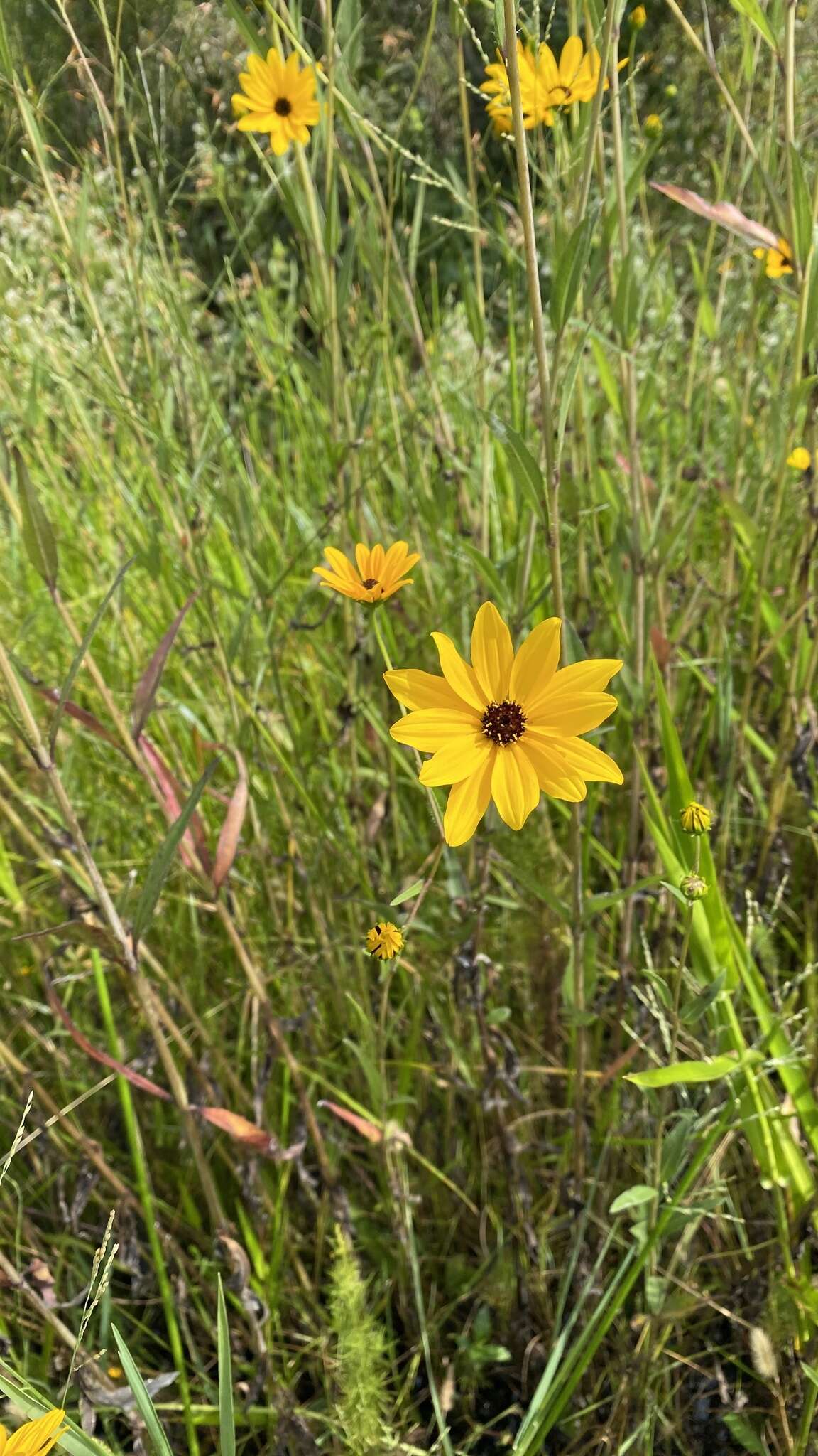 Image of prairie sunflower