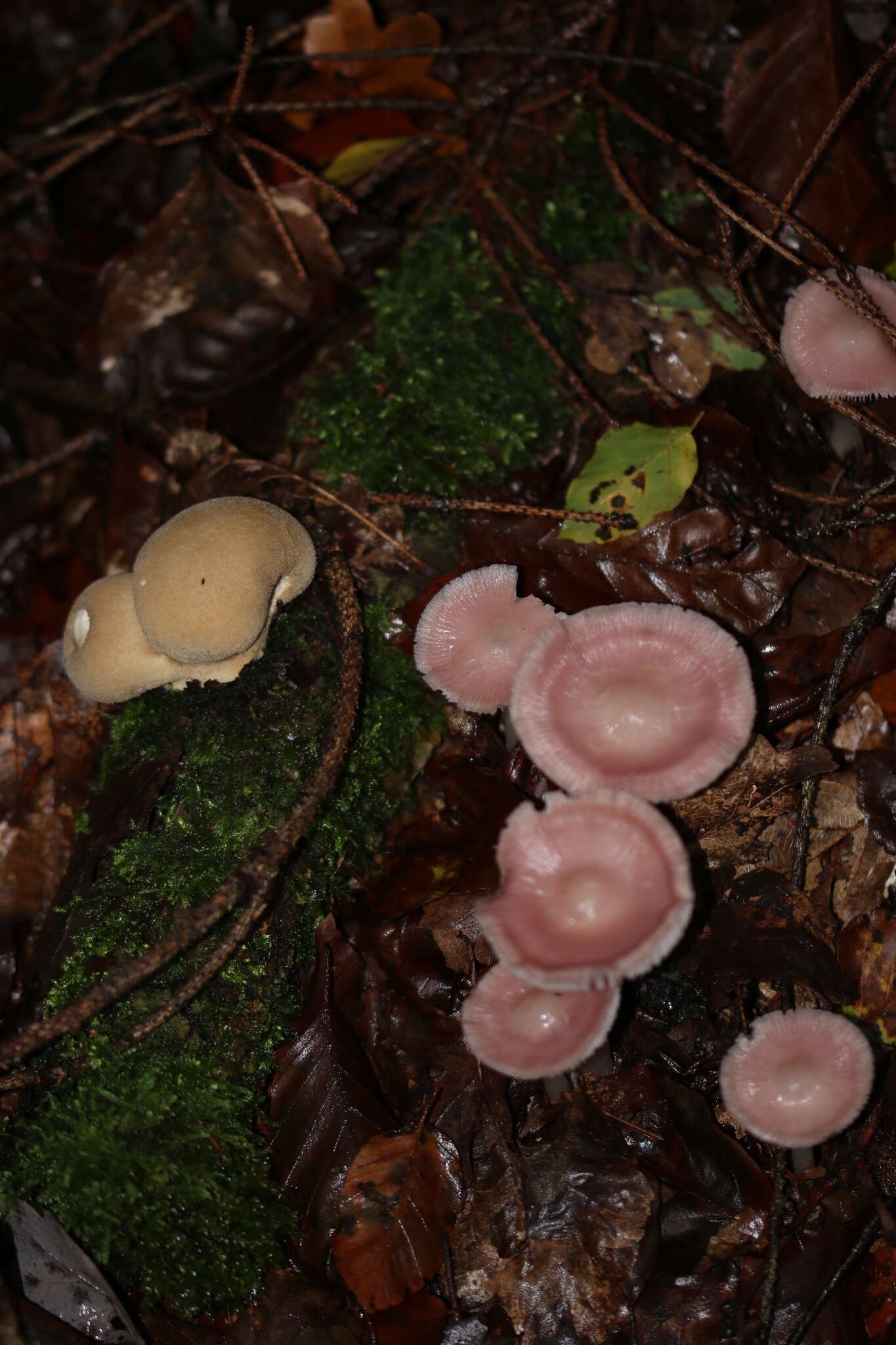 Image of Mycena rosea Gramberg 1912