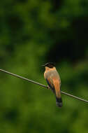 Image of Rufous Sibia