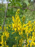 Imagem de Genista tinctoria L.