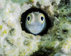 Image de Alloblennius