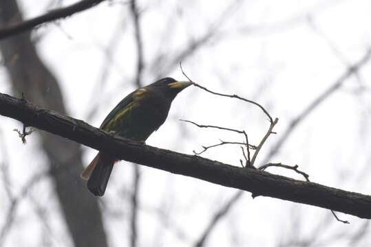 Image of Great Barbet