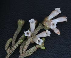 Image of Erica pectinifolia Salisb.