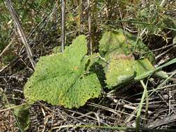 Слика од Phlomoides tuberosa (L.) Moench