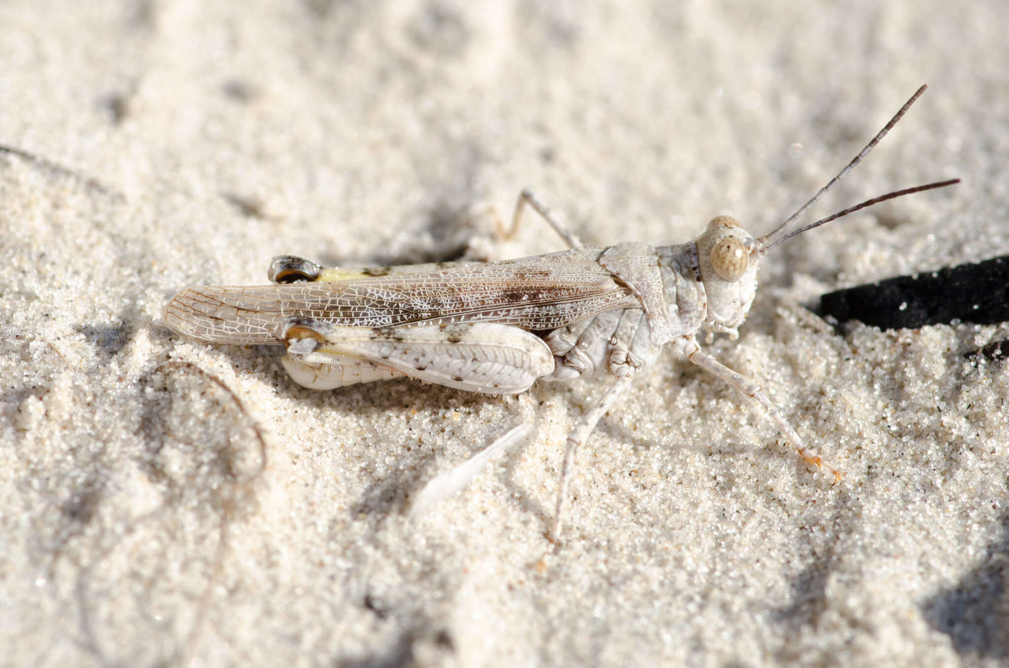 Image of Heliastus subroseus Caudell 1904